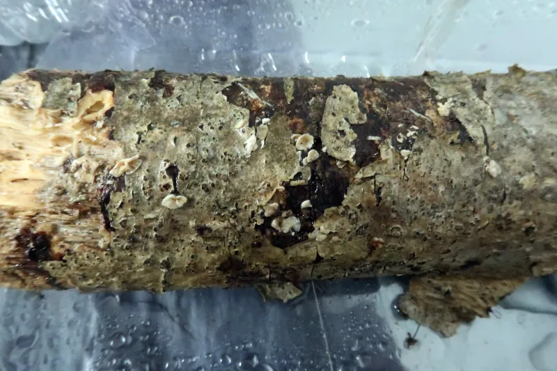 Cheimonophyllum candidissimum 1 - IMG_3388